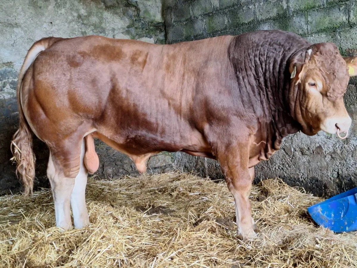 Purebred Limousin bulls - Image 1