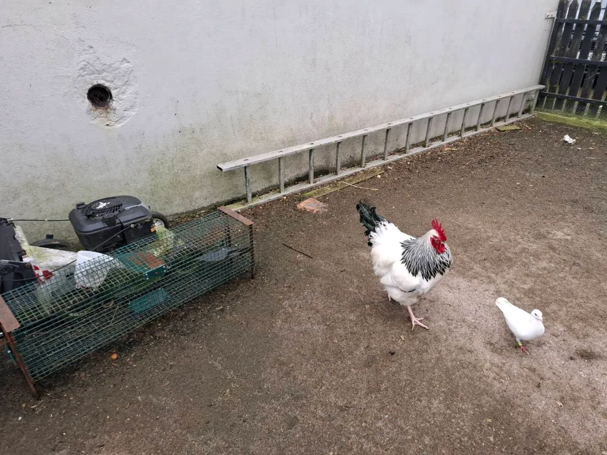 Poultry - Image 1