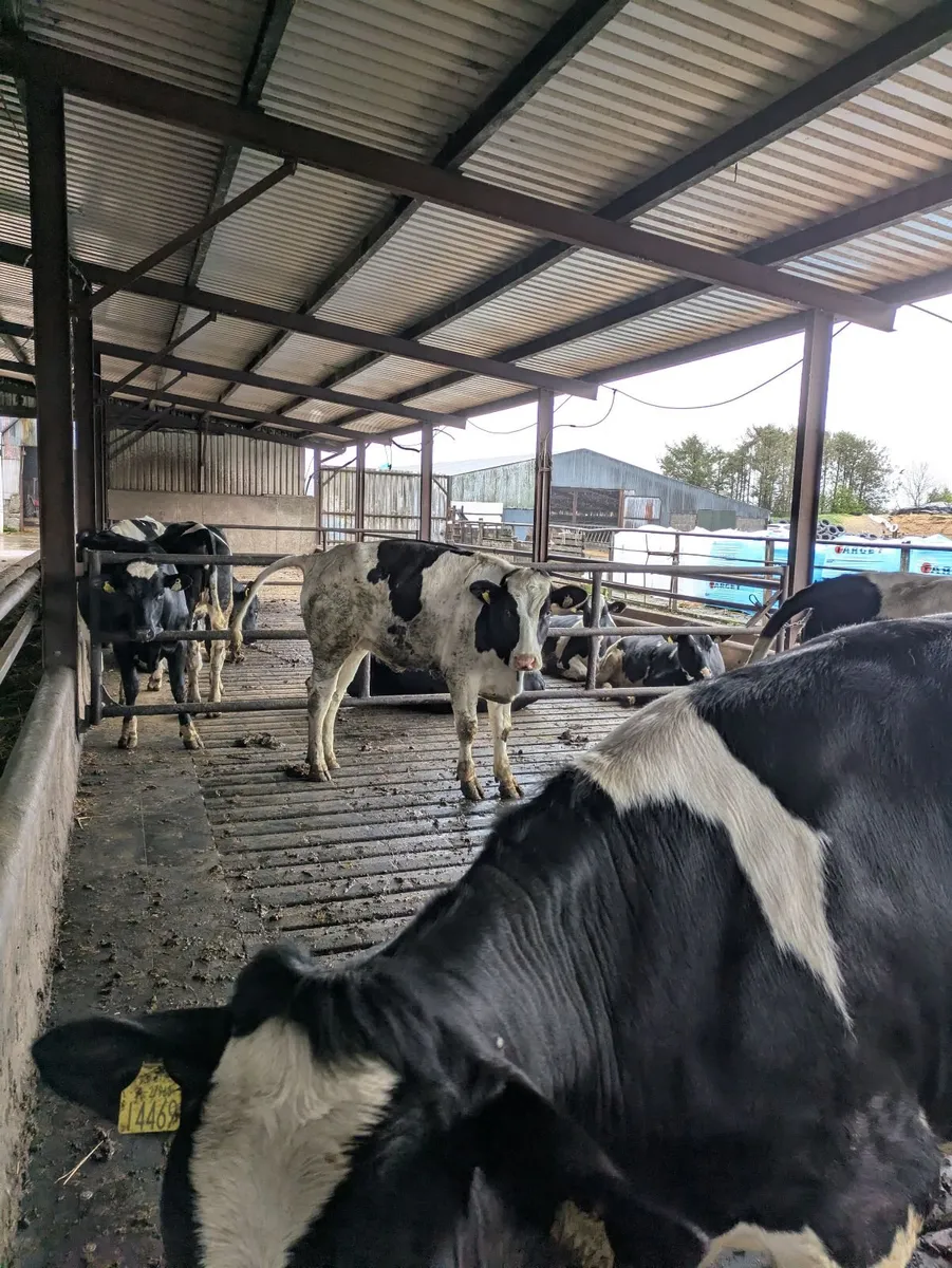 Fleckvieh maidens - Image 1