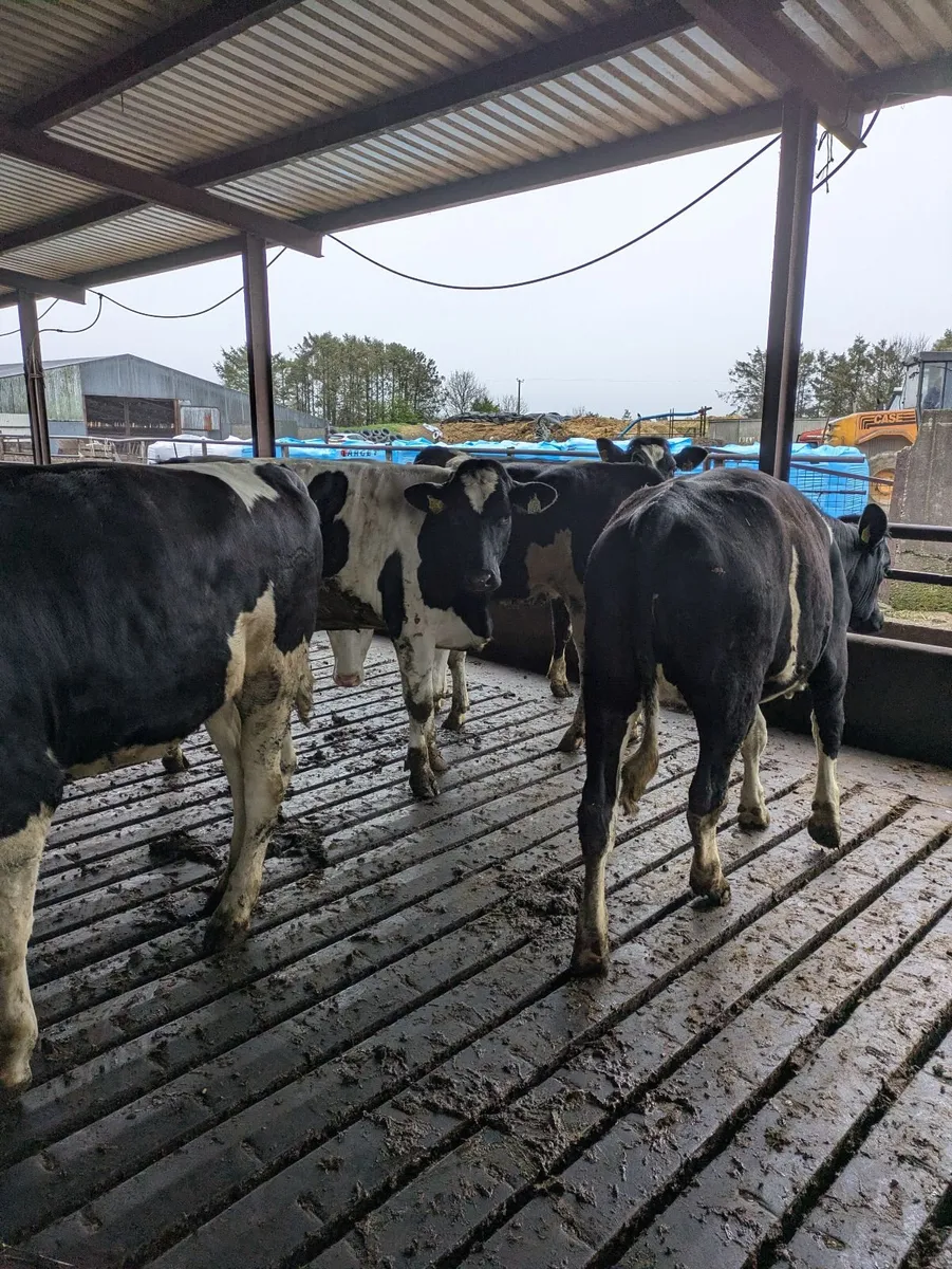 Fleckvieh maidens - Image 2