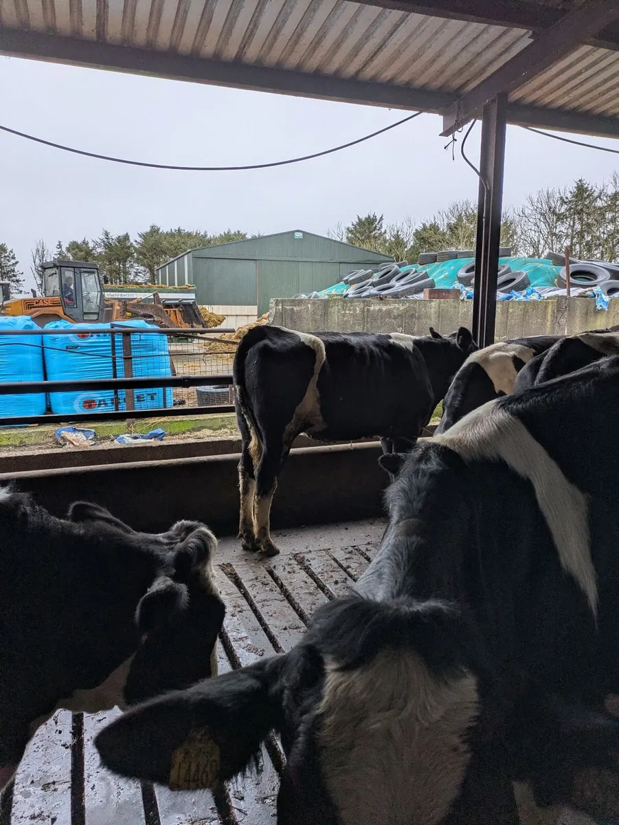 Fleckvieh maidens - Image 3