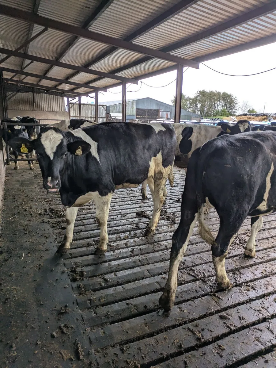 Fleckvieh maidens - Image 4