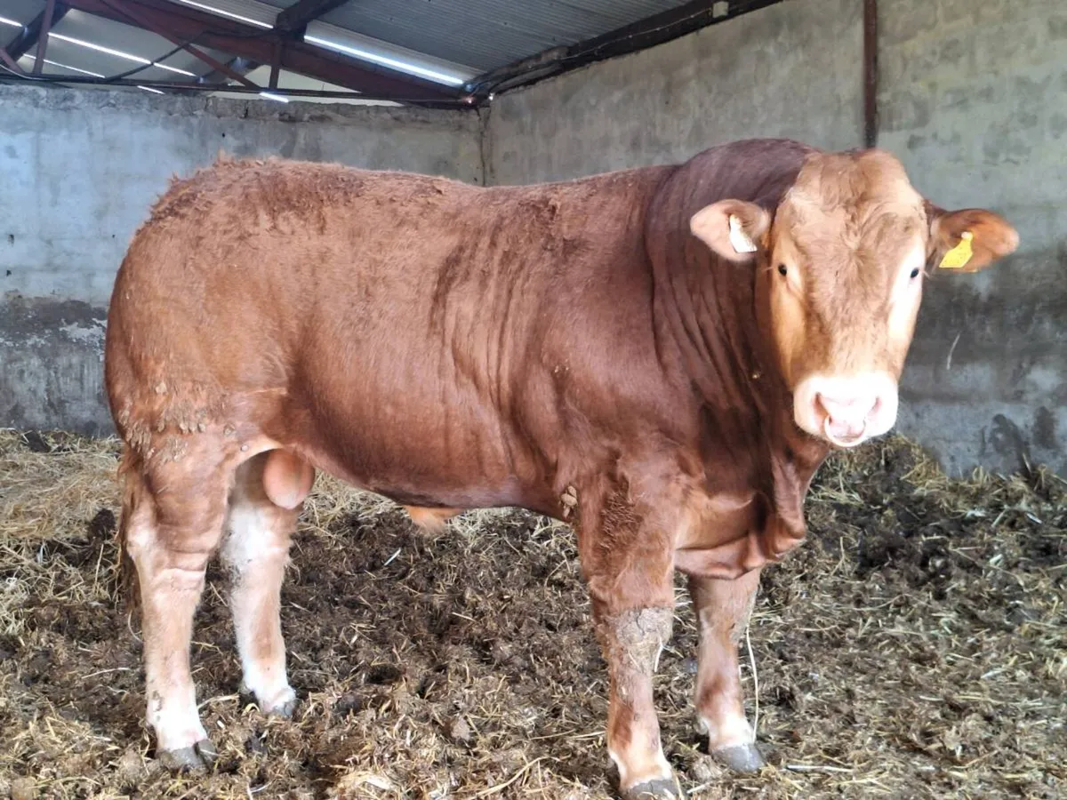 Purebred Limousin bulls - Image 4