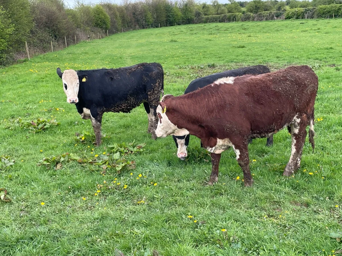 9 x Yearling Heifers HEX and AAX - Image 1