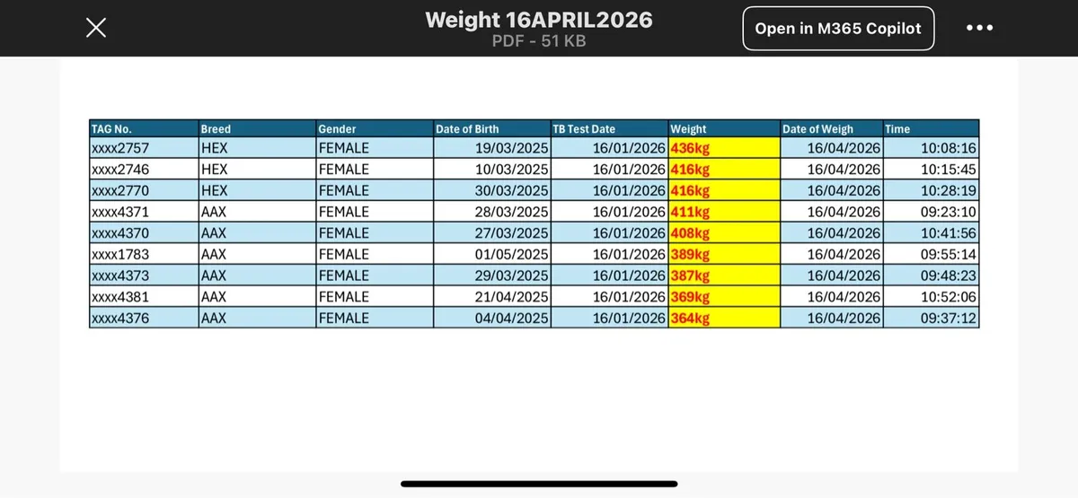 9 x Yearling Heifers HEX and AAX - Image 2