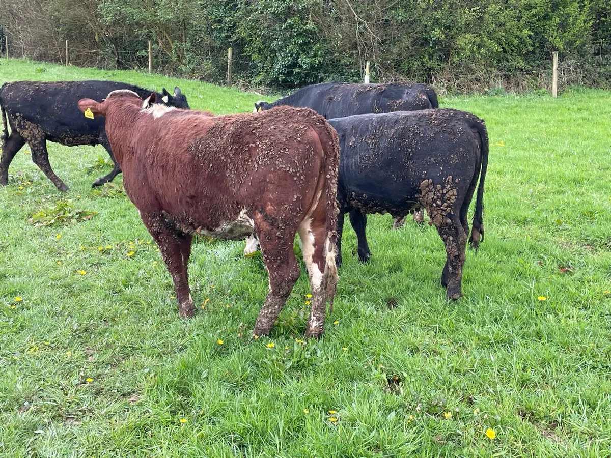 9 x Heifers HEX and AAX for sale - Image 2