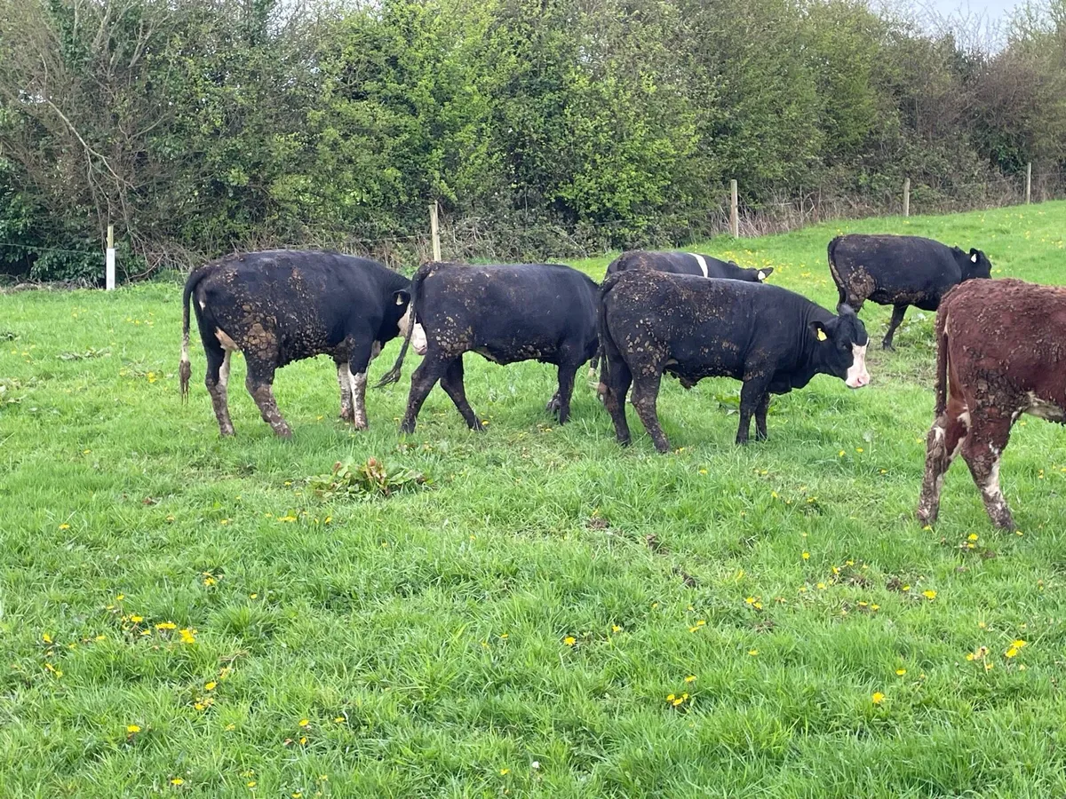 9 x Yearling Heifers HEX and AAX - Image 3