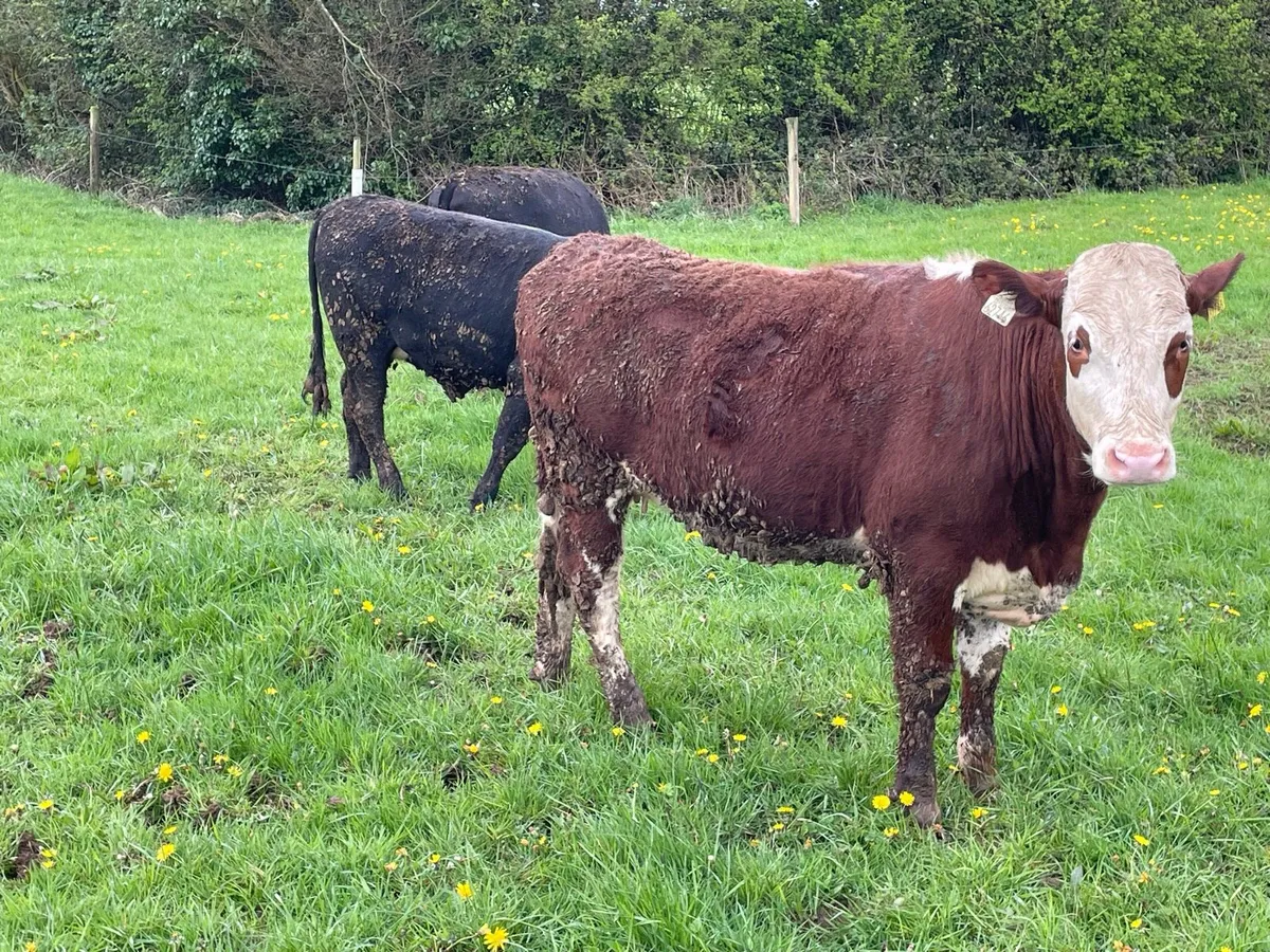 9 x Yearling Heifers HEX and AAX - Image 4