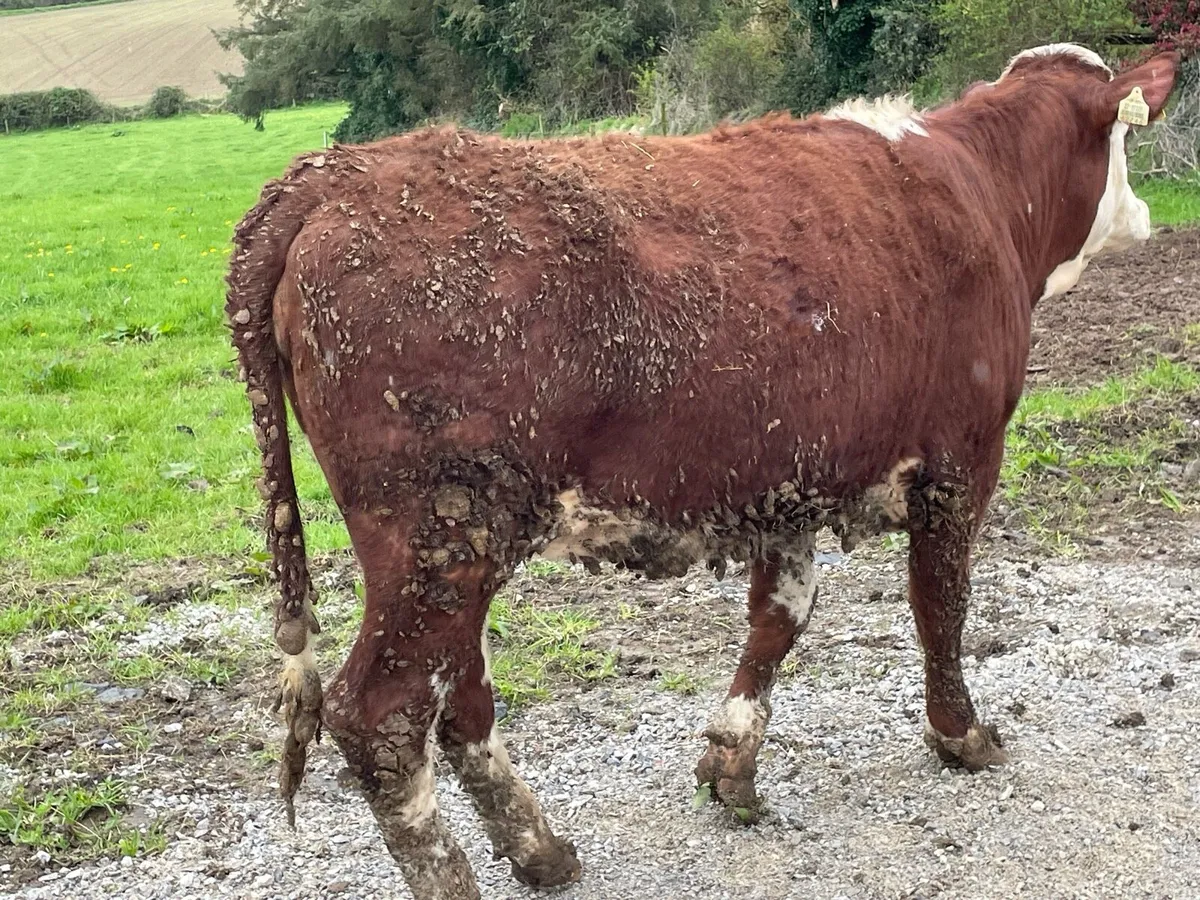 9 x Heifers HEX and AAX for sale - Image 1