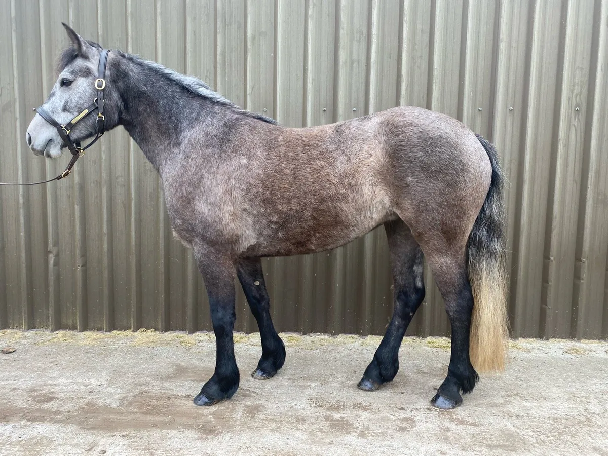 Connemara Filly