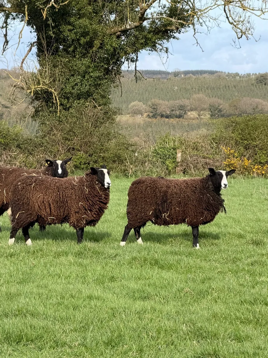 Zwartbles Hogget Ewes - Image 2
