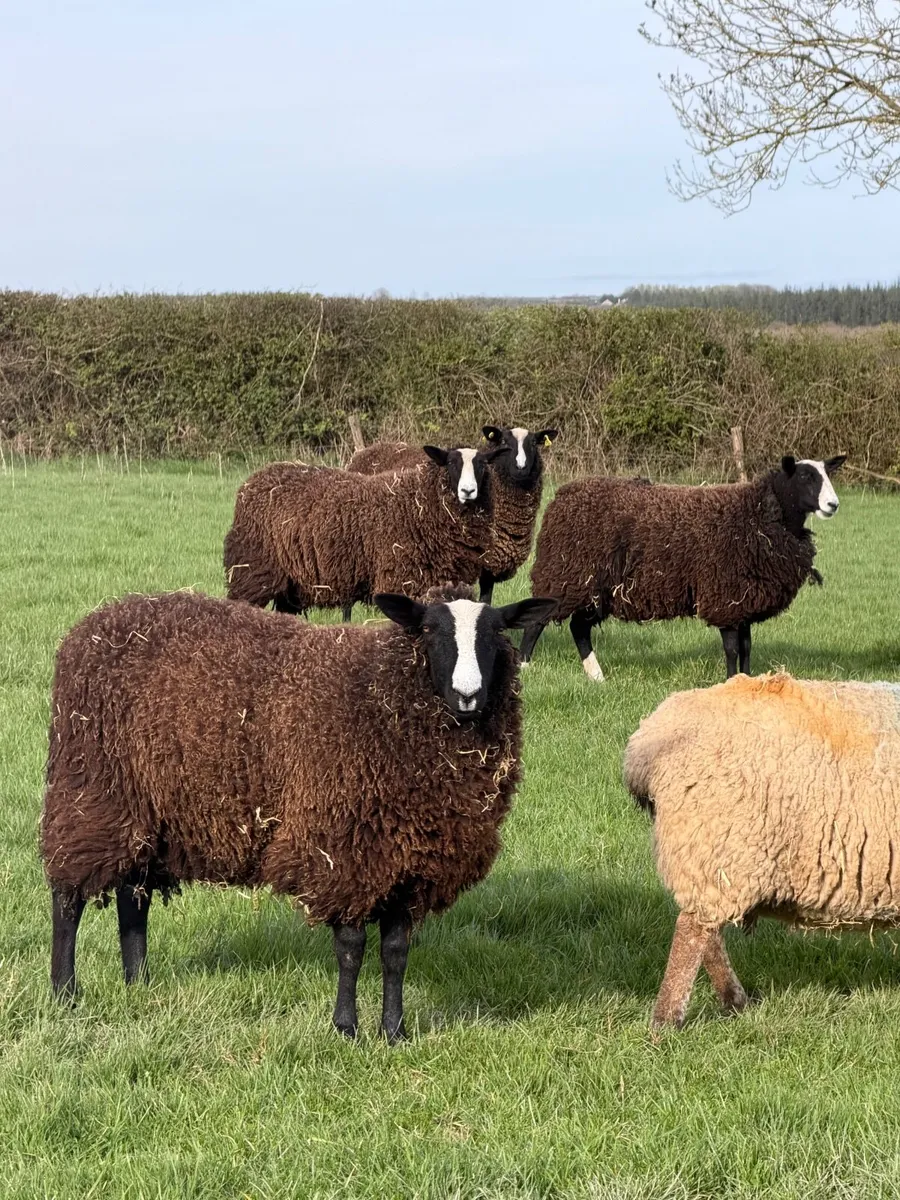 Zwartbles Hogget Ewes - Image 1