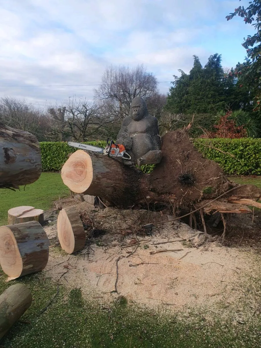 Tree services - Image 3