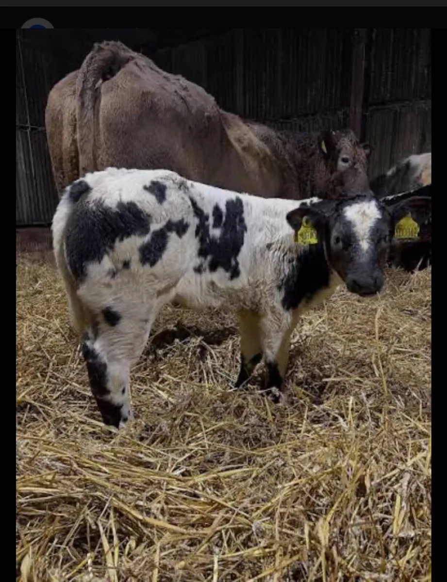 Blue or continetal calf wanted