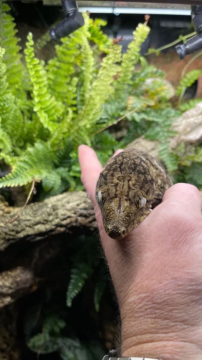 Leachianus and Crested Geckos and habitats - Image 2