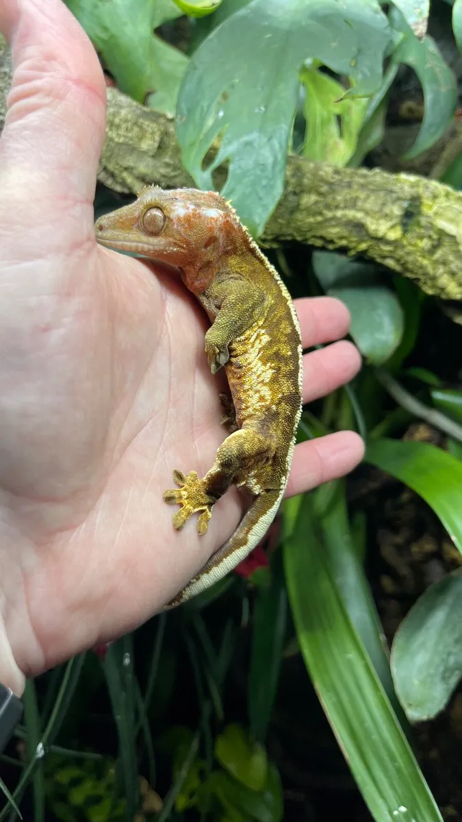 Leachianus and Crested Geckos and habitats - Image 3