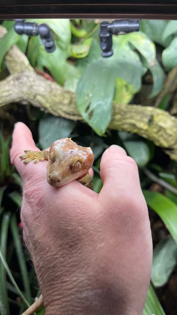 Leachianus and Crested Geckos and habitats - Image 4