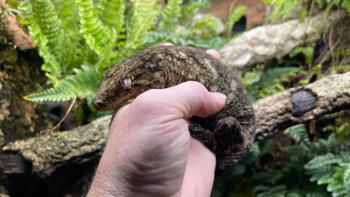 Leachianus and Crested Geckos and habitats - Image 1