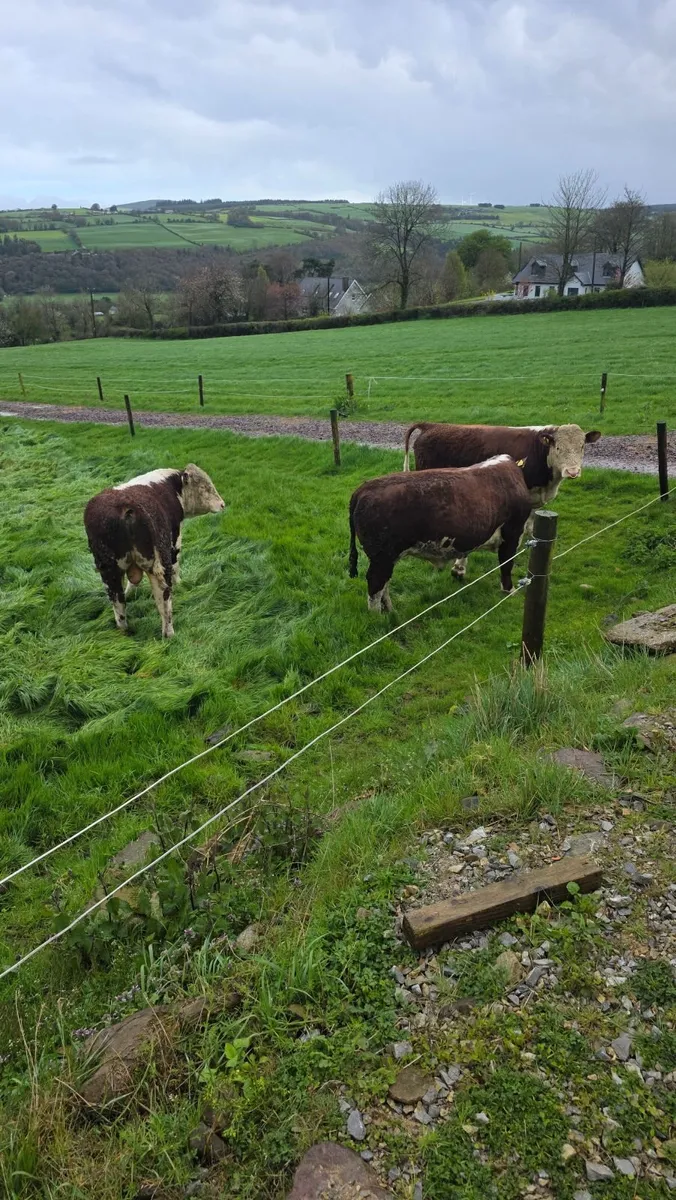 Hereford PBR Bulls - Image 2