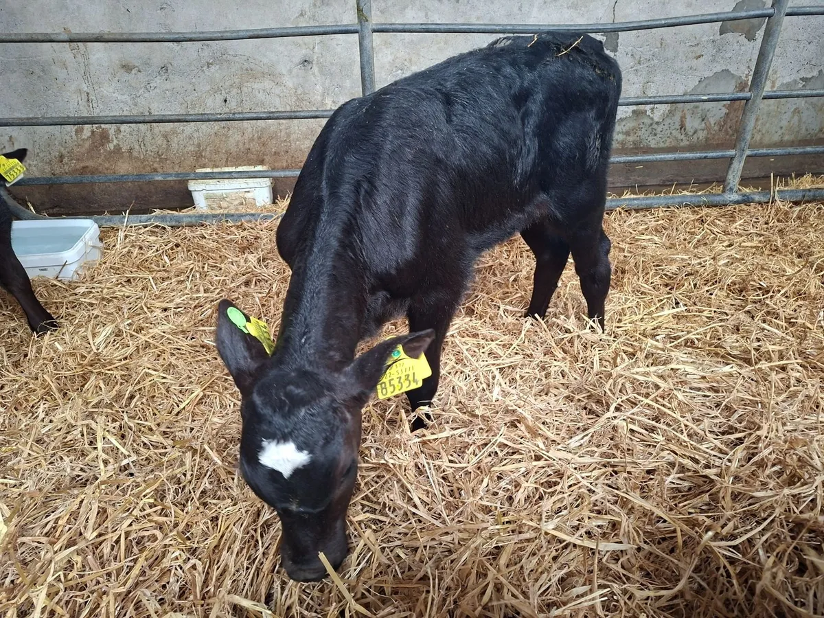 Heifer Calves - Image 4