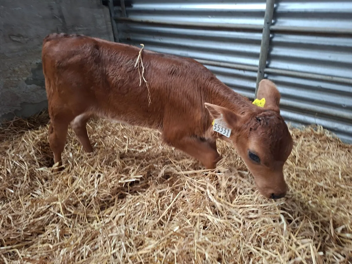 Heifer Calves - Image 2