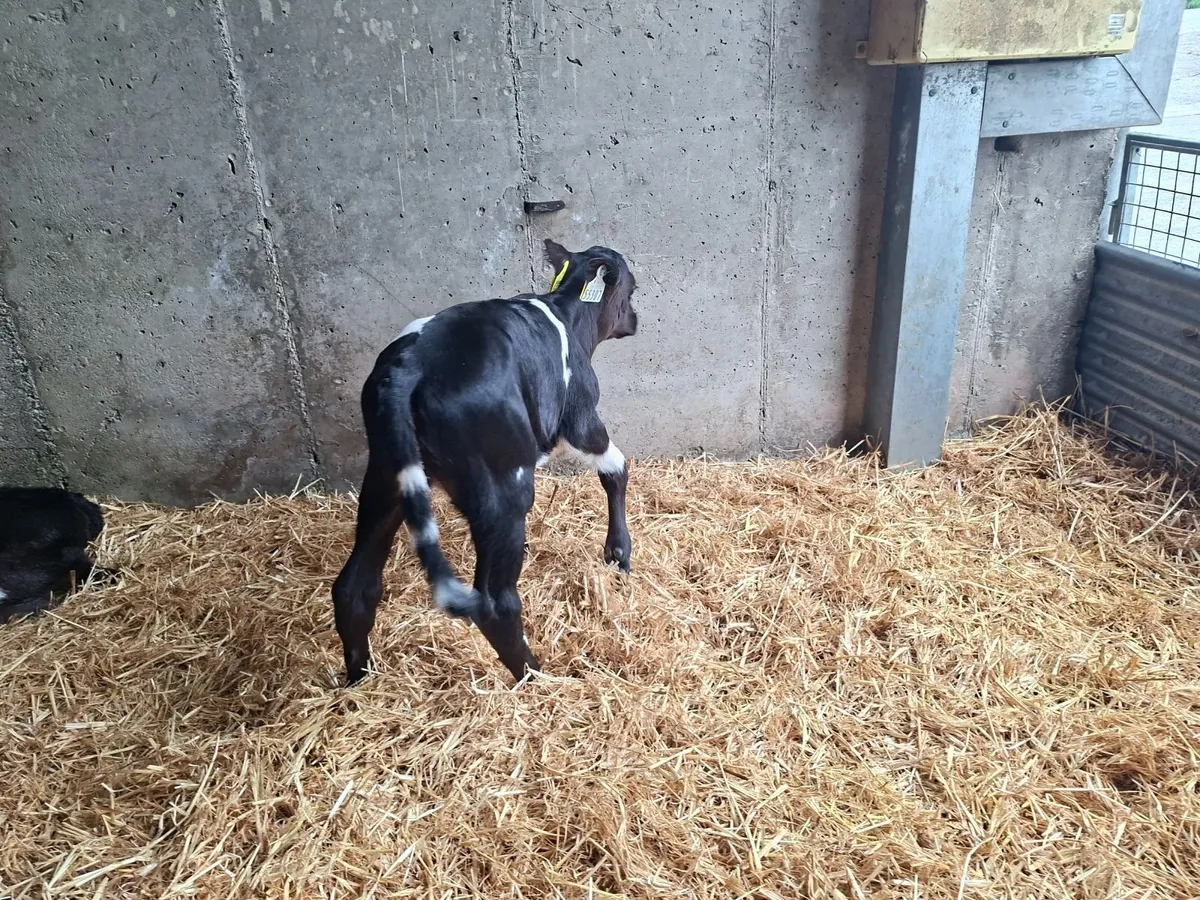 Heifer Calves - Image 3