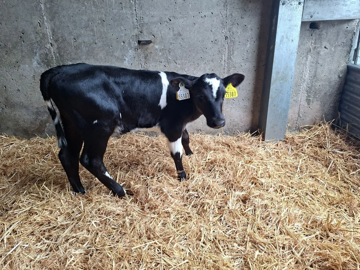 Heifer Calves - Image 1