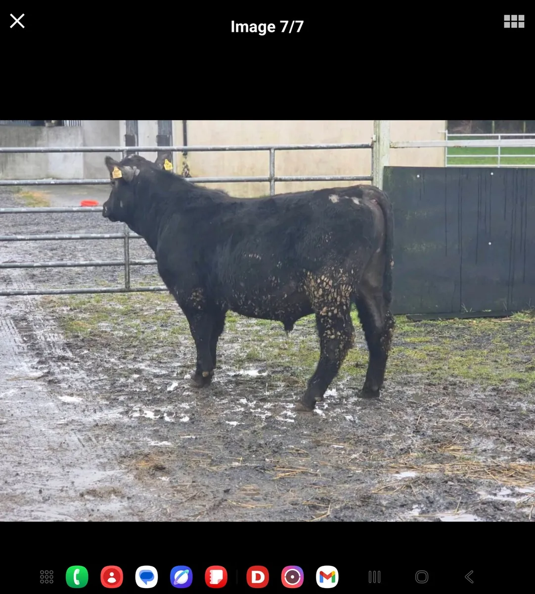 Pedigree registered AA Bulls and Heifers for sale - Image 3