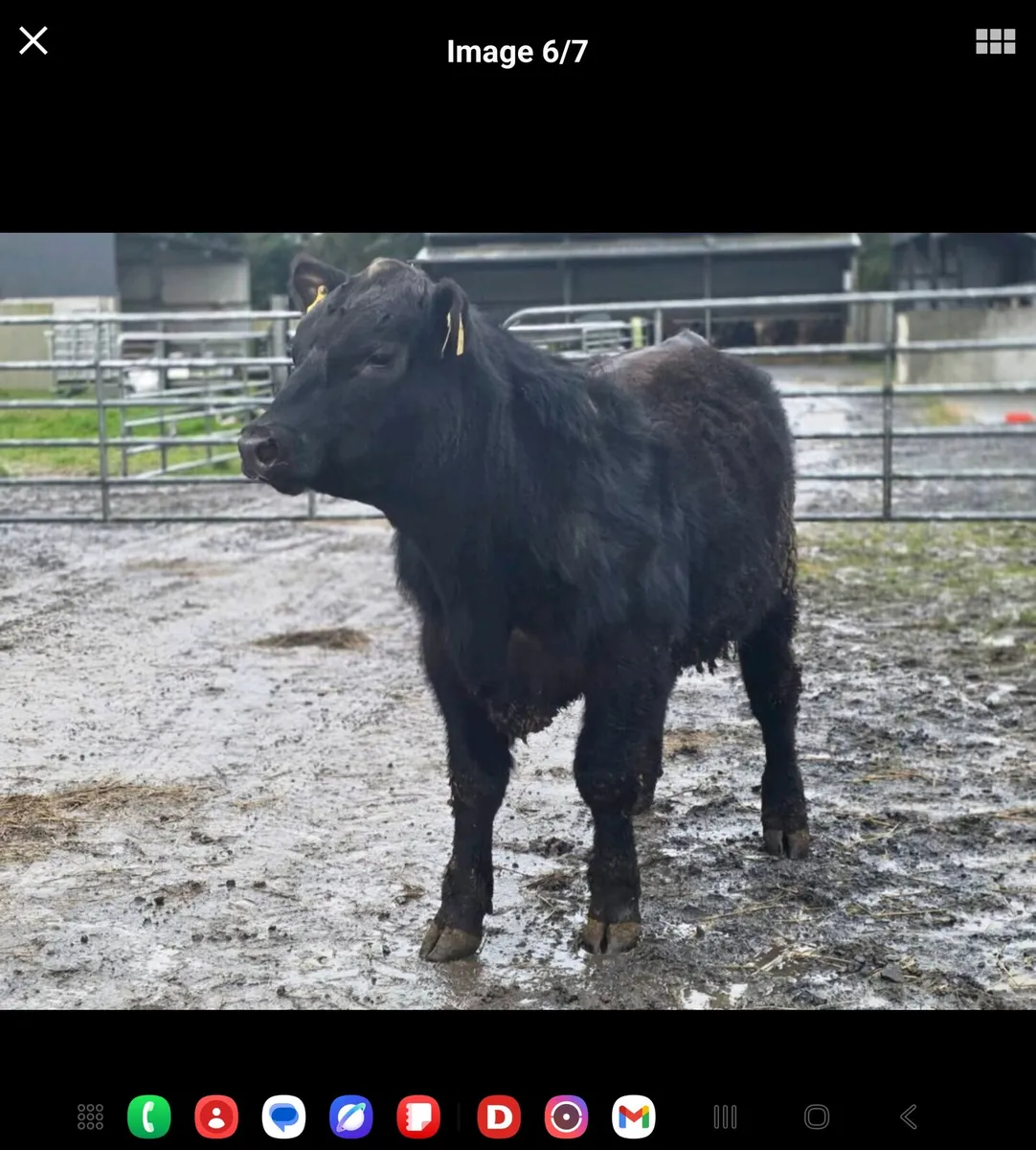 Pedigree registered AA Bulls and Heifers for sale - Image 4