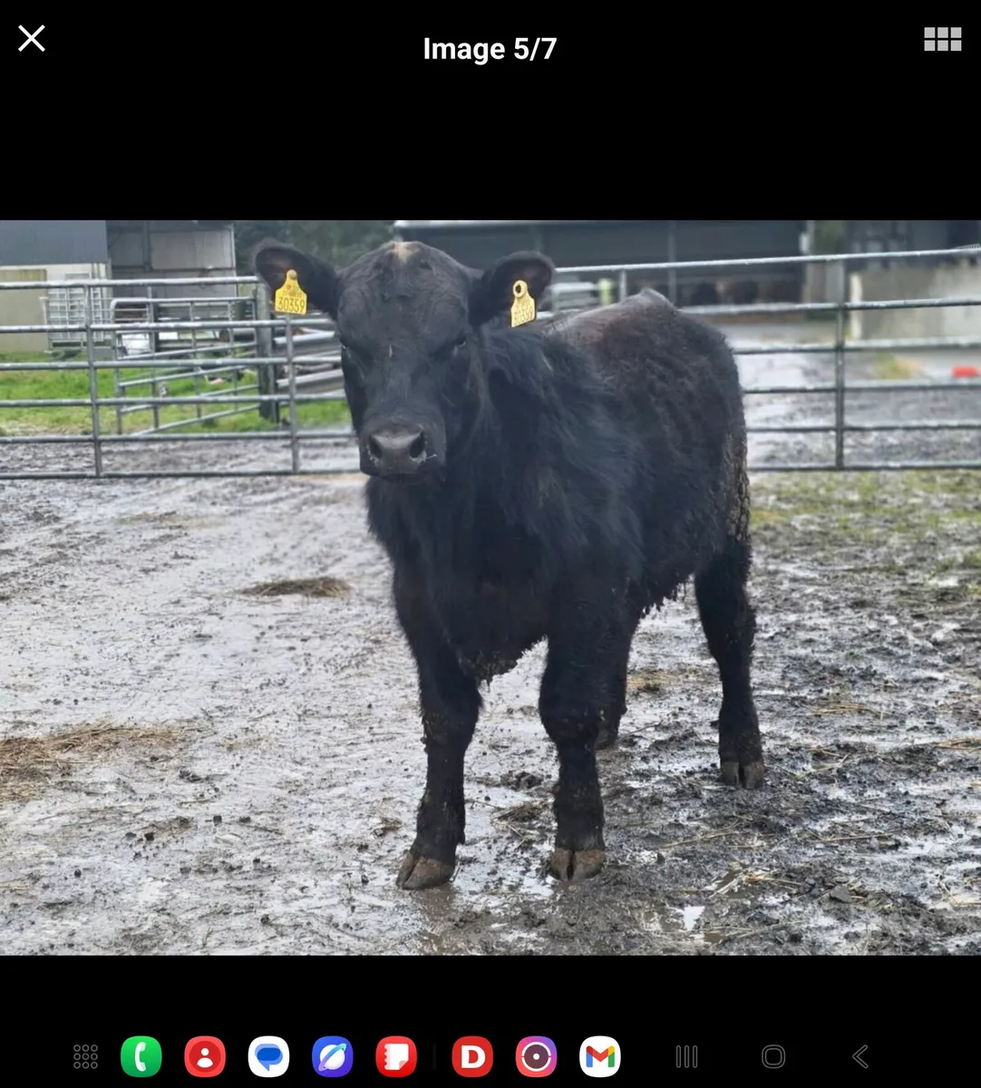 5⭐Pedigree registered AA Bulls and Heifers - Image 3