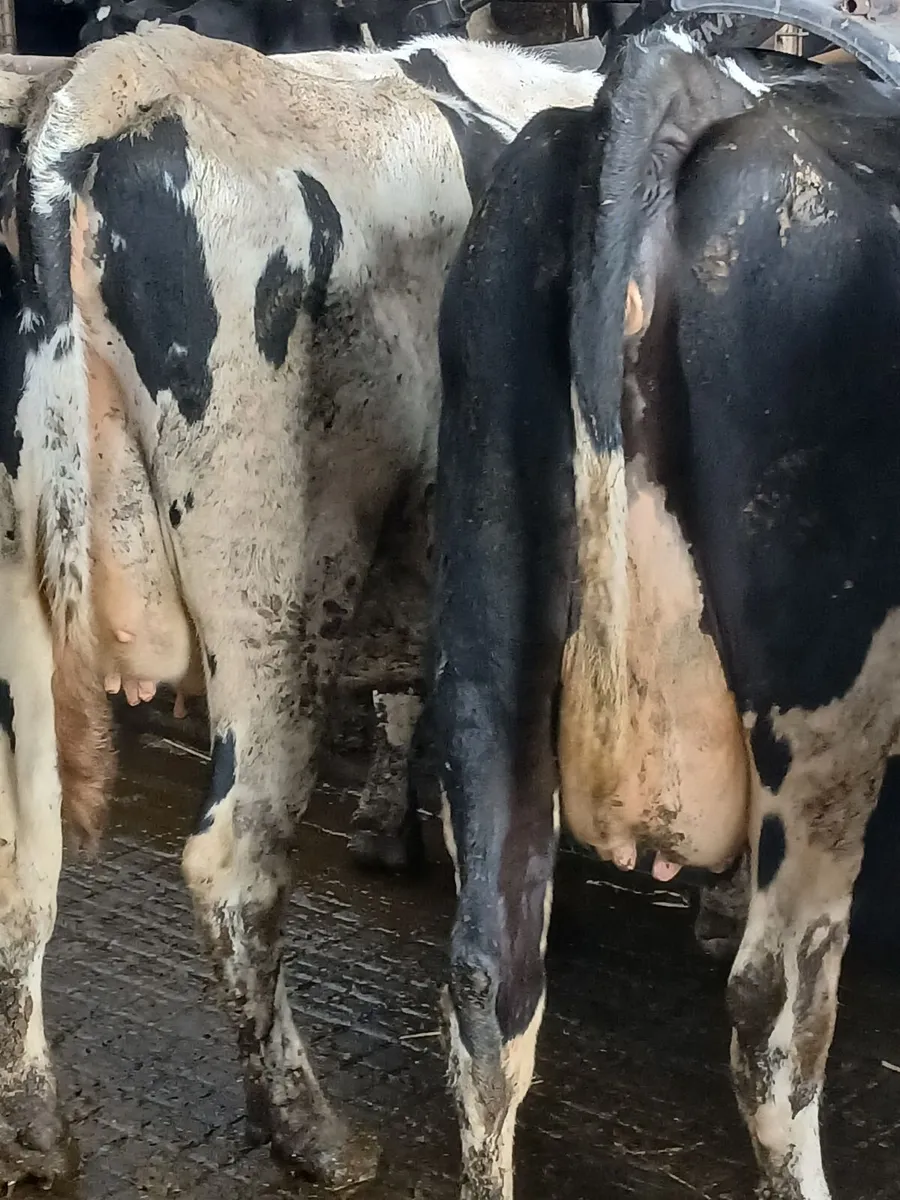 Incalf cows ➕️ heifers - Image 1