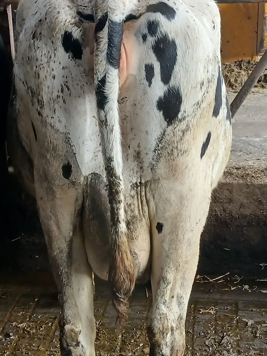 Incalf cows ➕️ heifers - Image 2