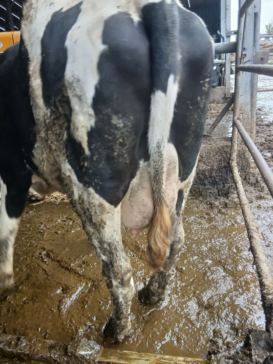 Incalf cows ➕️ heifers - Image 4