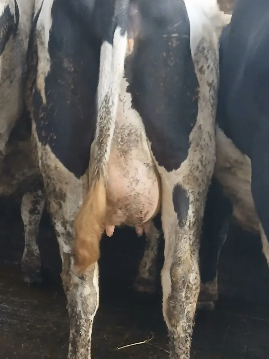 Incalf cows ➕️ heifers - Image 3