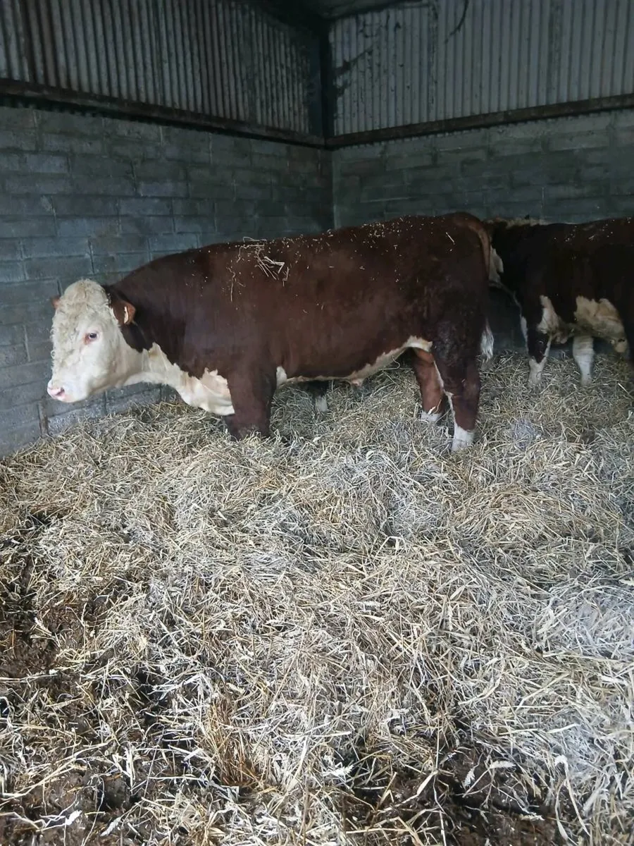 Hereford Bull - Image 2