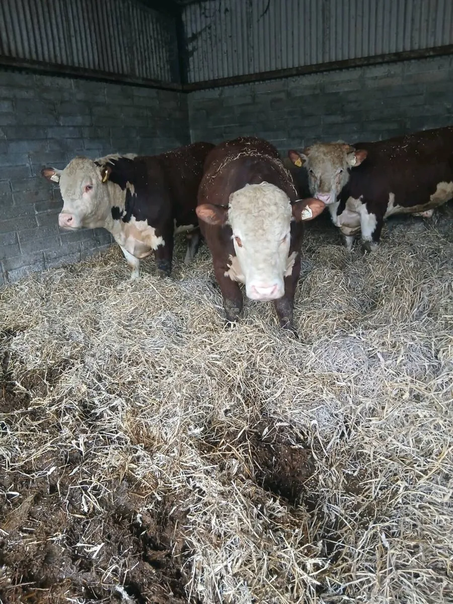 Hereford Bull - Image 3