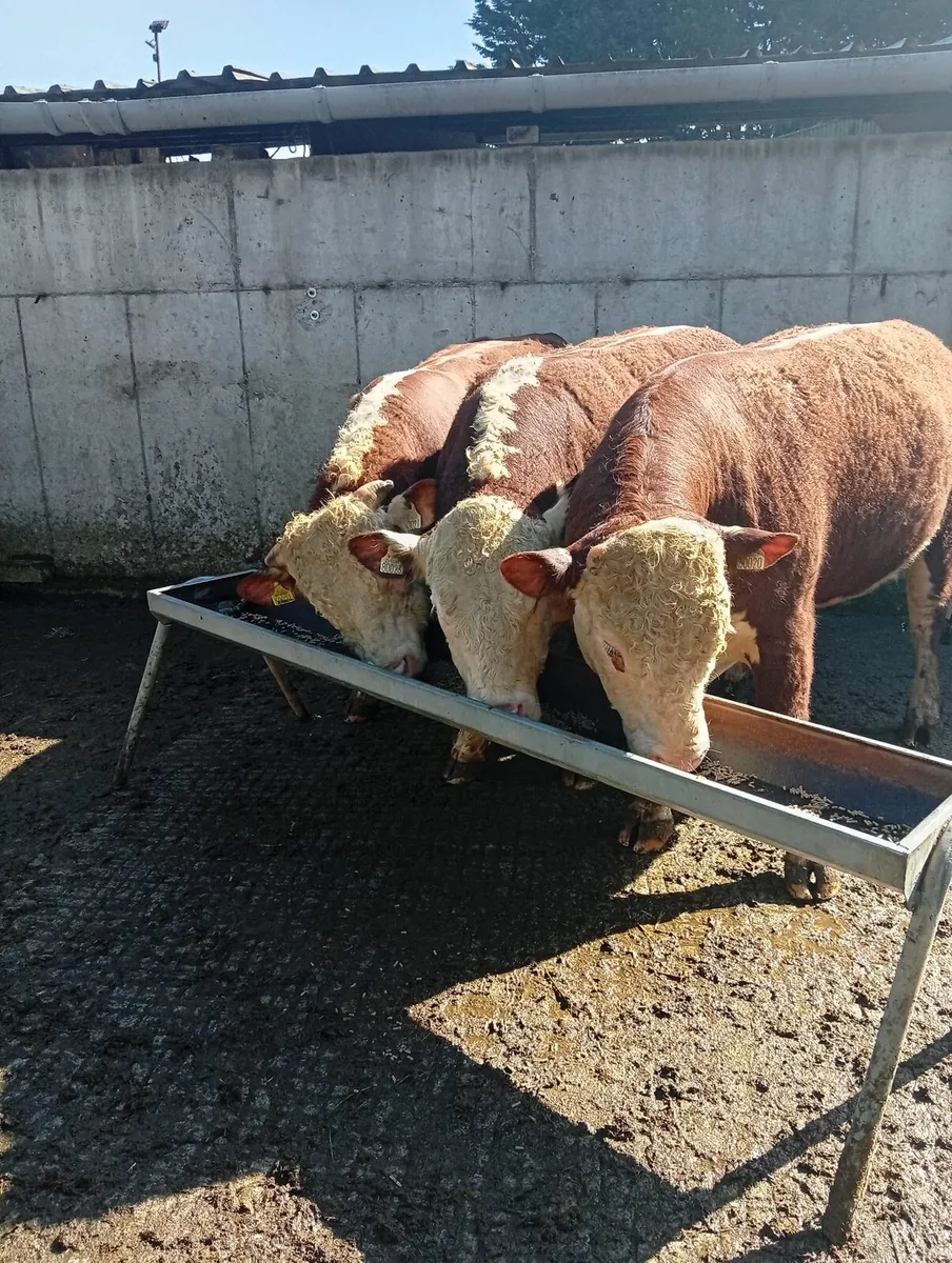 Hereford Bull - Image 1
