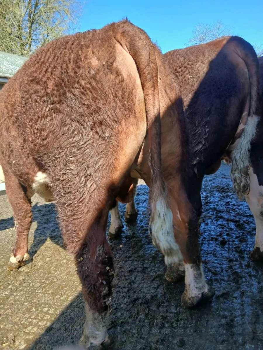 Hereford Bull - Image 4