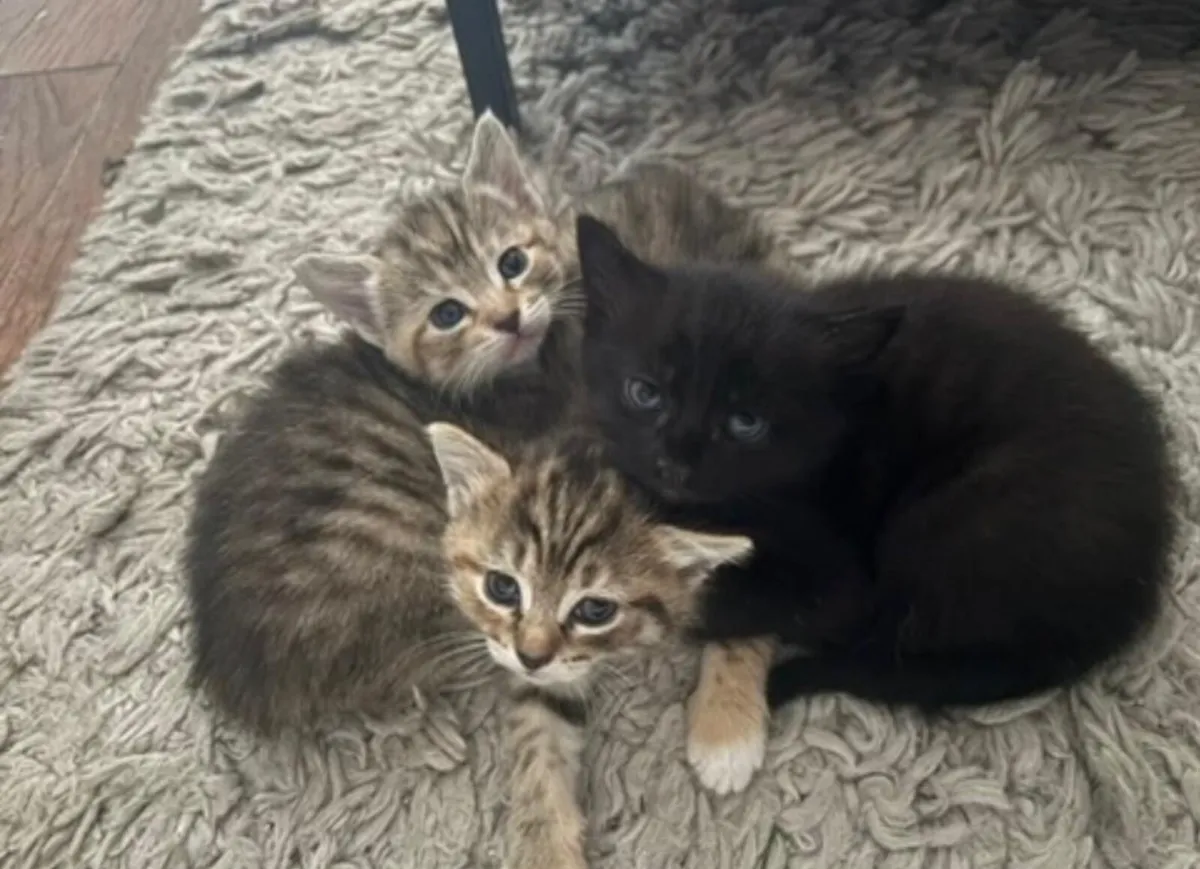 Kittens - Image 1