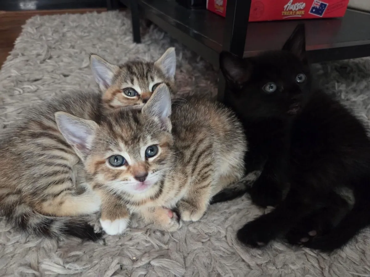Kittens - Image 2