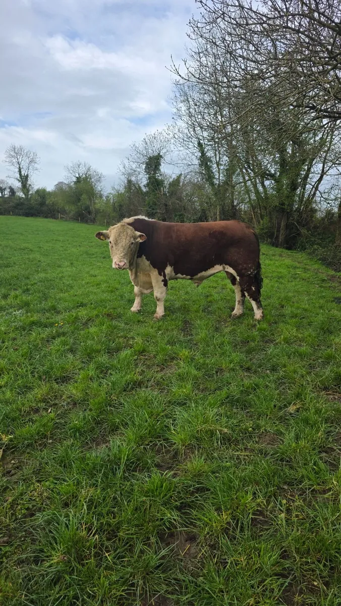 Hereford PBR Bulls - Image 1