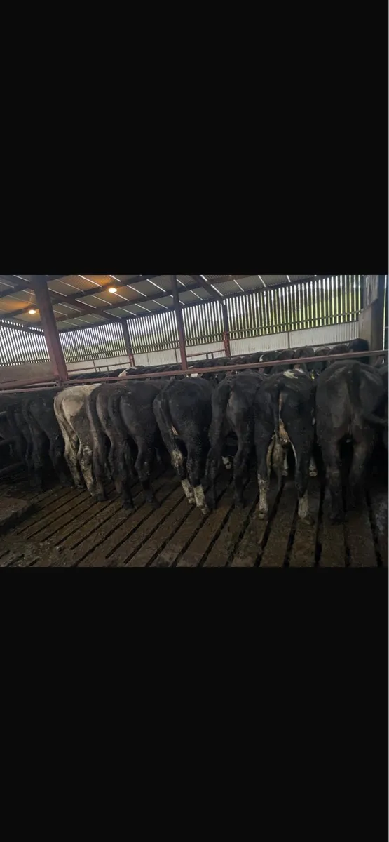 Aberdeen angus heifers - Image 3