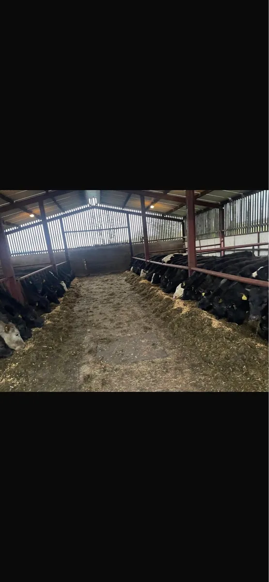 Aberdeen angus heifers - Image 1