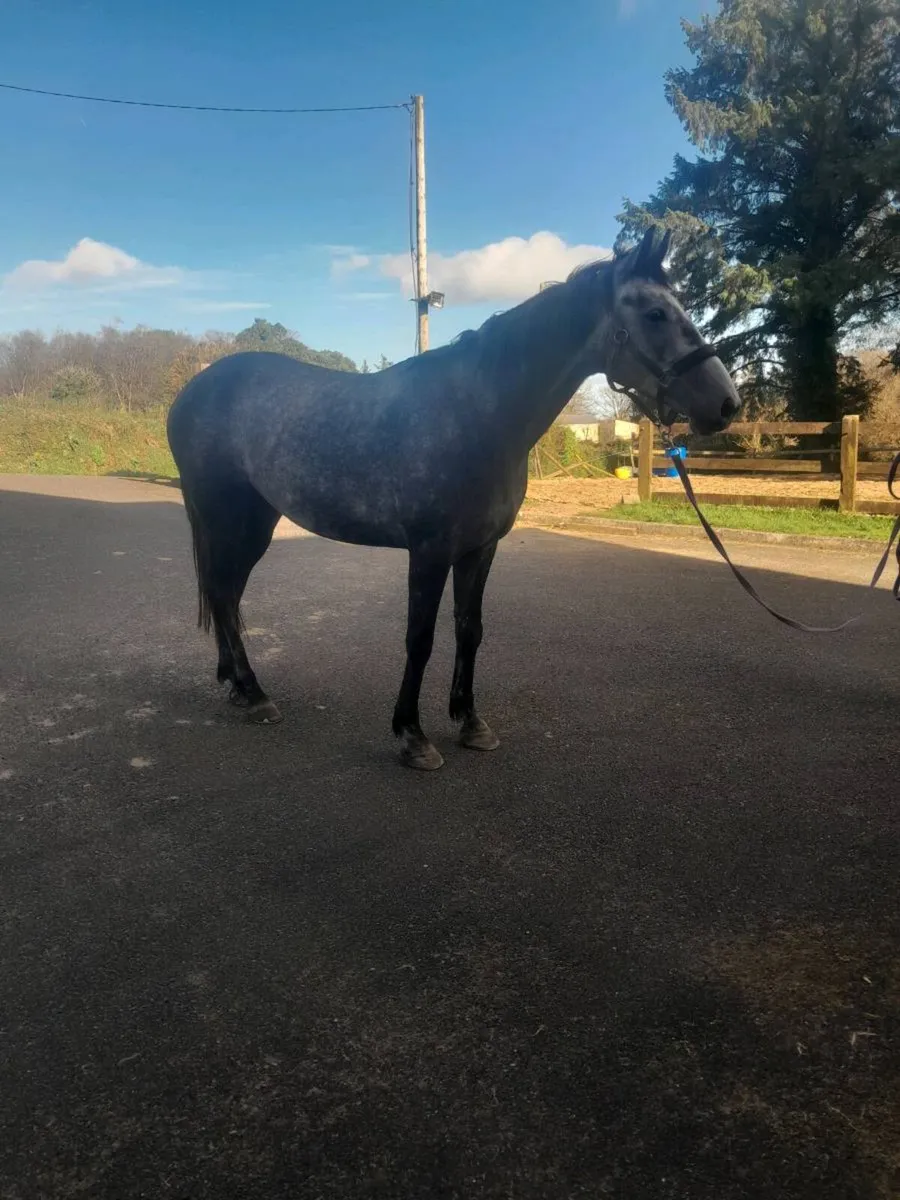 15.2 gelding - Image 1