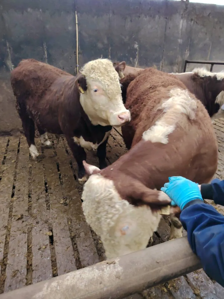 Hereford bulls - Image 1