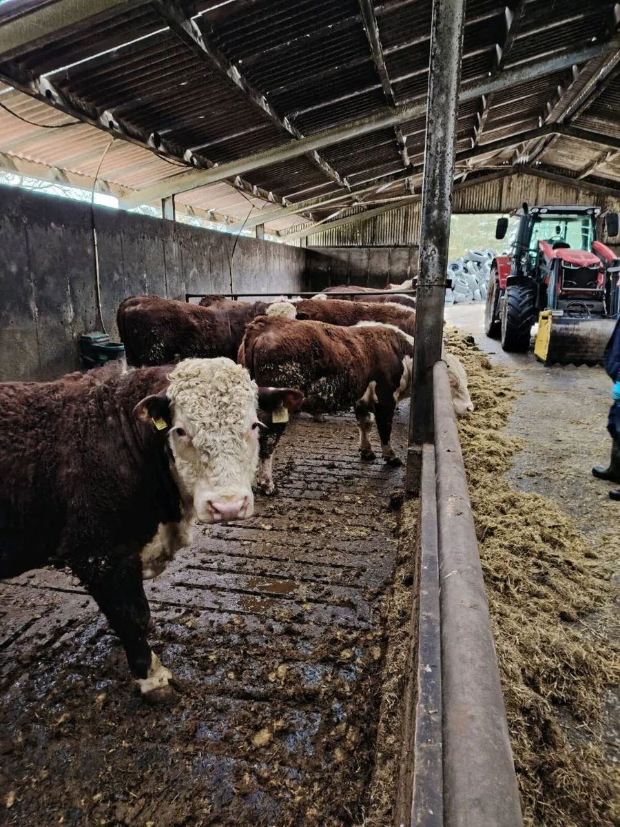 Hereford bulls - Image 2