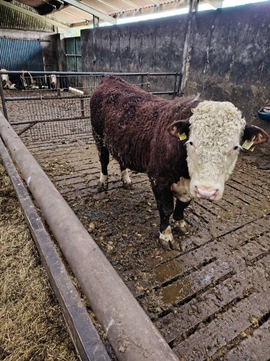 Hereford bulls - Image 3