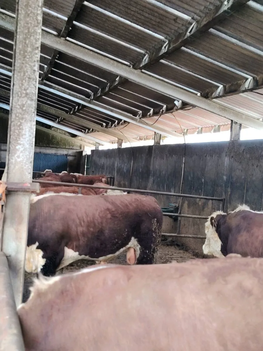 Hereford bulls - Image 4