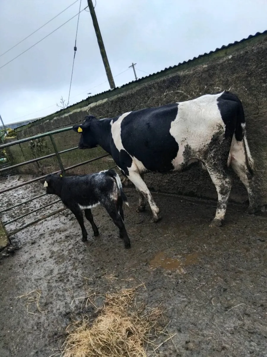 Suckler cows and calves - Image 1