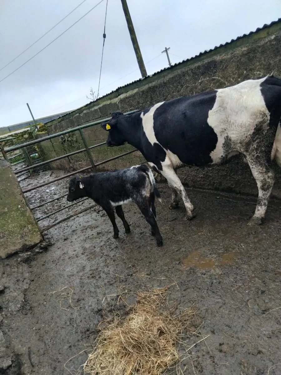 Suckler cows and calves - Image 2
